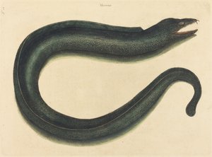 La Morena (Muraena helena)