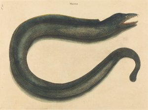 La Muray Muraena helena, publicada 1731-1743 de Mark Catesby