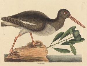 El ostrero Haematopus ostralegus de Mark Catesby