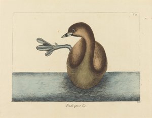 El zampullín de pico grueso (Colymbus podiceps) de Mark Catesby
