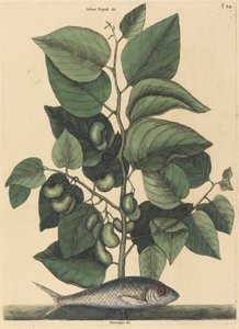El Pilchard Argentina carolina, publicado 1731-1743 de Mark Catesby
