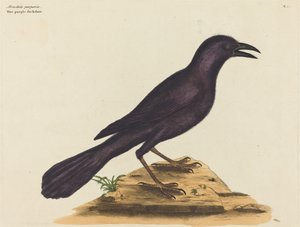 El grajo púrpura (Gracula Quiscula) de Mark Catesby