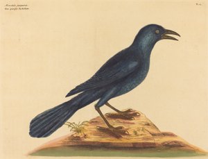 El grajo púrpura Gracula Quiscula de Mark Catesby