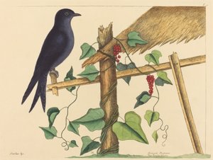 El martín púrpura (Hirundo purpurea) de Mark Catesby