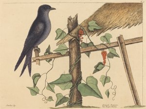 El martín púrpura (Hirundo purpurea) de Mark Catesby