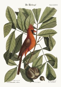 El pájaro rojo, 1749-73