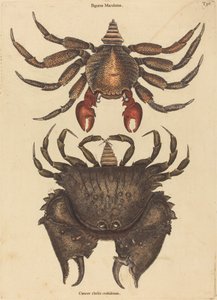 El Cangrejo Rojo Moteado (Cancer grapsus)