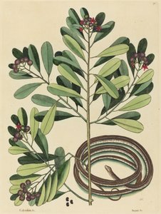 La serpiente de cinta (Coluber saurita) de Mark Catesby