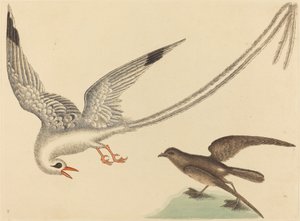 El pájaro del arroz Emberiza oryzivora de Mark Catesby