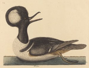 El pato crestado redondo (Mergus cucullatus)