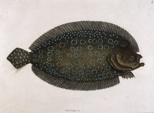 El lenguado (Solea lunata  c)