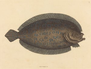 El lenguado Pleuronectes lunatus