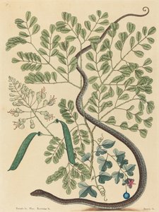 La serpiente de cinta manchada Coluber nebulosus, publicada 1731-1743 de Mark Catesby
