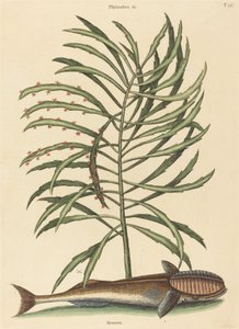 El Pez Remora Echeneis naucratis, publicado 1731-1743 de Mark Catesby