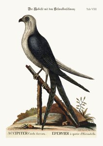 El halcón cola de golondrina, 1749-73