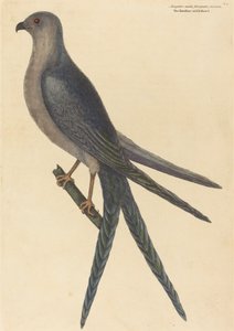 El halcón de cola de golondrina Falco furcatus