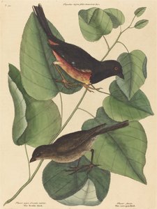 El Pájaro Towhe Fringilla erythrophthalma, publicado 1754 de Mark Catesby