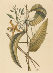 La vainilla Epidendrum Vanilla de Mark Catesby
