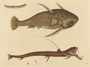 El Siluro de Boca de Víbora Silurus cataphractus, publicado 1731-1743 de Mark Catesby