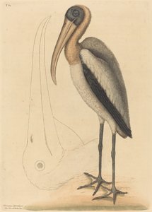 El pelícano de madera Tantalus Loculator, publicado 1731-1743 de Mark Catesby