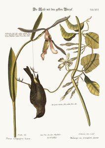 El Rabadilla Amarilla, 1749-73 de Mark Catesby