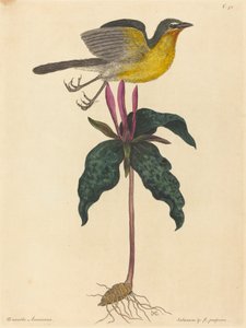 El chat de pecho amarillo de Mark Catesby