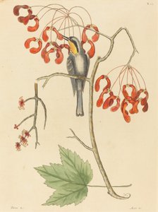 El trepador de garganta amarilla de Mark Catesby