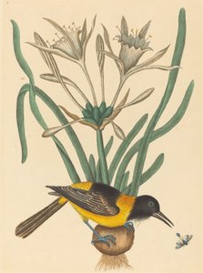 El Pye amarillo y negro (Oriolus Icterus) de Mark Catesby