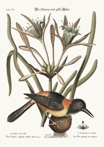 El amarillo y negro Pye, 1749-73 de Mark Catesby