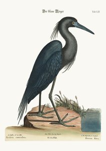 La garza azul, 1749-73 de Mark Catesby