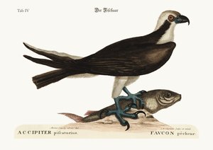 El halcón pescador, 1749-73