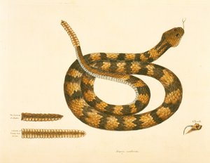 Serpiente Viper Caudison, Serpiente de cascabel, lámina 41, vol. 1, de la 