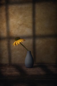 Sombra de flor amarilla de Marko Klavs