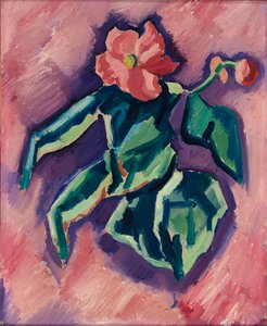 Begonias Rosas, 1928-1929