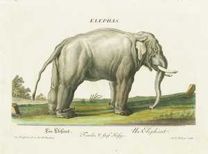  de Martin Elias Ridinger