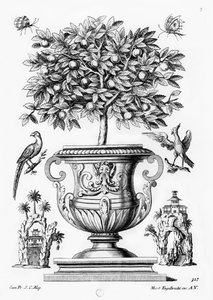 Árboles de cítricos, c.1735 de Martin Engelbrecht