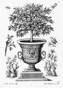 Árboles de cítricos, c.1735 de Martin Engelbrecht
