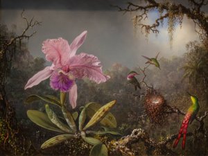 Orquídea Cattelya y tres colibríes brasileños