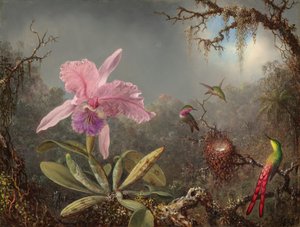 Orquídea Cattleya y tres colibríes