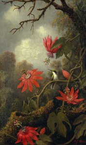 Colibrí y flores de la pasión, c.1875-85