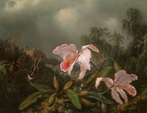 Orquídeas de la selva y colibríes