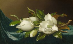 Magnolias sobre tela de terciopelo azul claro, 1885-95