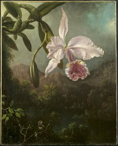 Flores de Orquídea