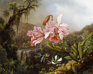 Orquídeas y colibríes en una selva brasileña