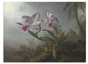 Orquídeas rosadas y colibrí en una rama, 1875 de Martin Johnson Heade