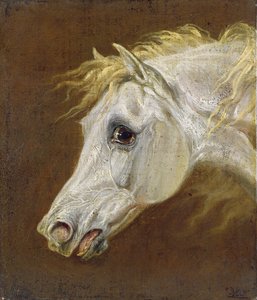 Cabeza de un caballo árabe gris
