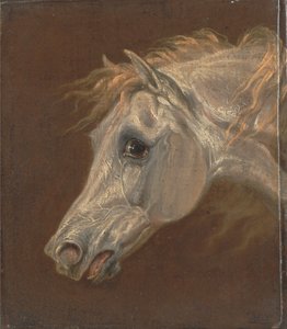 Cabeza de caballo árabe gris