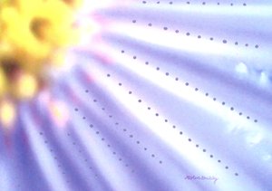 Flor azul de Martina Konitzky