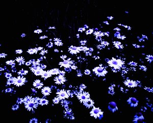 Flores al borde del campo
