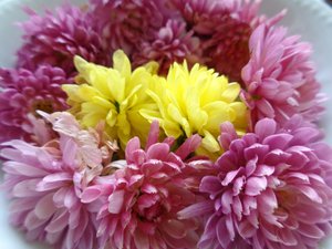 Flores de crisantemo de Martina Konitzky